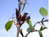 image of Cercidiphyllum japonicum