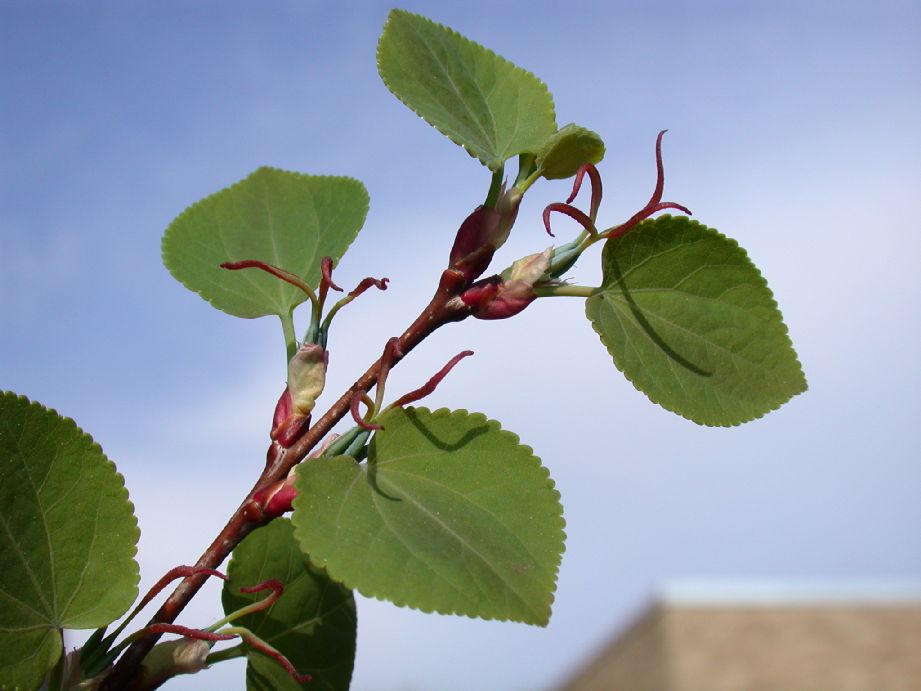 Cercidiphyllaceae Cercidiphyllum japonicum