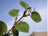 image of Cercidiphyllum japonicum