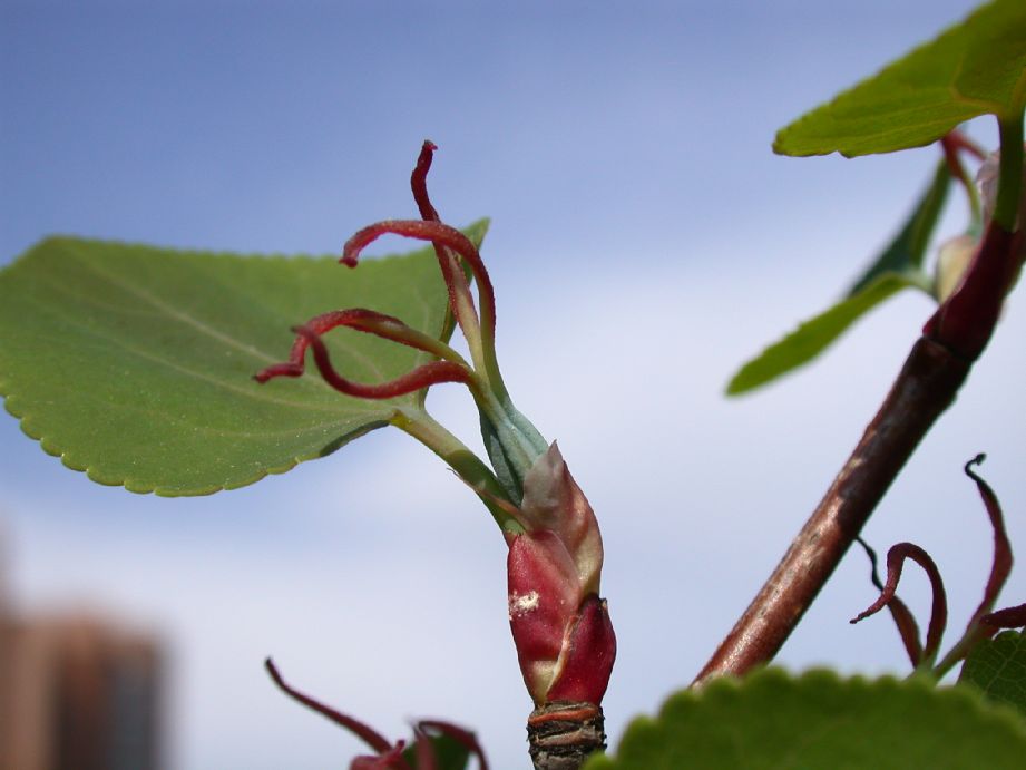 Cercidiphyllaceae Cercidiphyllum japonicum