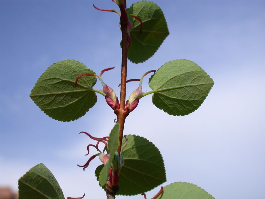 Cercidiphyllaceae Cercidiphyllum japonicum