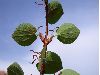 image of Cercidiphyllum japonicum