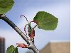 image of Cercidiphyllum japonicum
