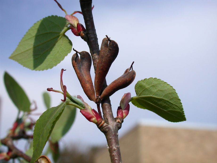 Cercidiphyllaceae Cercidiphyllum japonicum