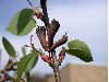 image of Cercidiphyllum japonicum