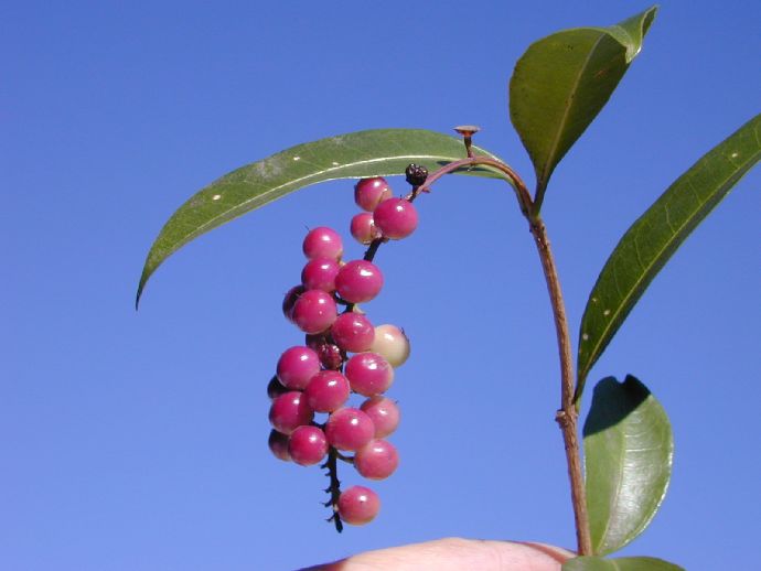 Verbenaceae Citharexylum 