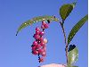 image of Citharexylum 
