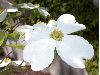 image of Cornus florida