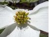 image of Cornus florida
