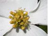 image of Cornus florida
