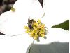 image of Cornus florida