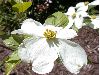 image of Cornus florida