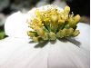 image of Cornus florida
