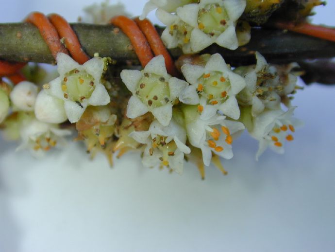 Convolvulaceae Cuscuta mitriformis