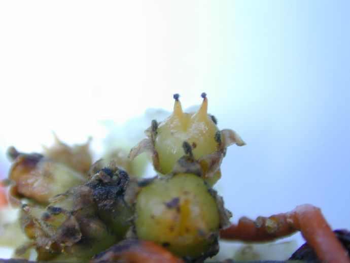 Convolvulaceae Cuscuta mitriformis