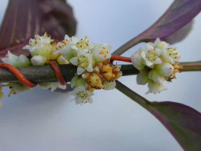 Convolvulaceae Cuscuta mitriformis