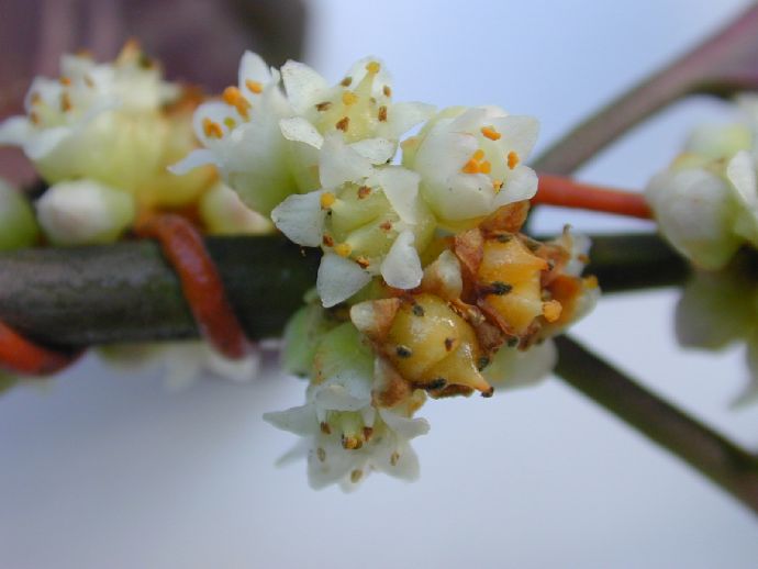 Convolvulaceae Cuscuta mitriformis