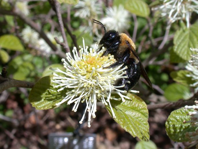 Hamamelidaceae Fothergilla 