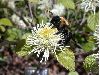 image of Fothergilla 