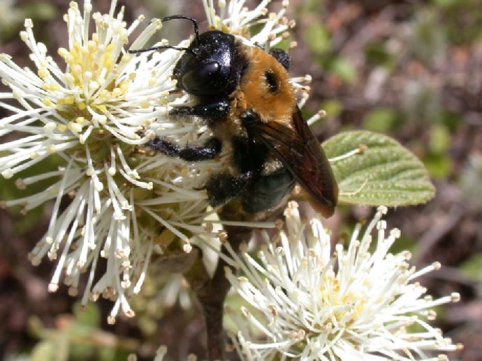 Hamamelidaceae Fothergilla 