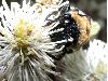 image of Fothergilla 