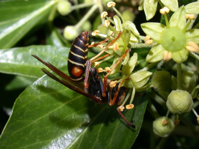 Vespidae Polistes fuscatus