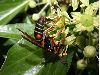 image of Polistes fuscatus