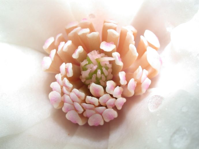 Magnoliaceae Magnolia X Loebneri