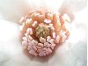 image of Magnolia X Loebneri
