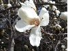 image of Magnolia X Loebneri