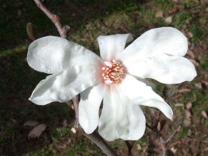Magnoliaceae Magnolia X Loebneri