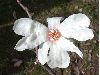 image of Magnolia X Loebneri