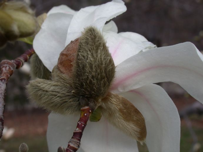 Magnoliaceae Magnolia X Loebneri