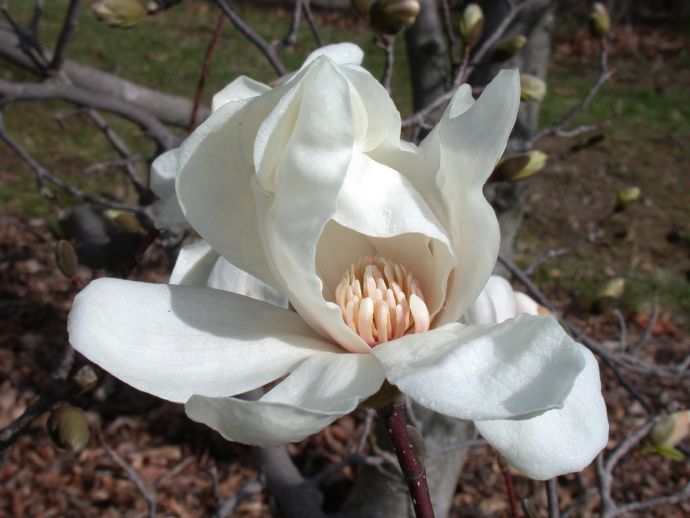 Magnoliaceae Magnolia X Loebneri