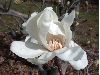 image of Magnolia X Loebneri