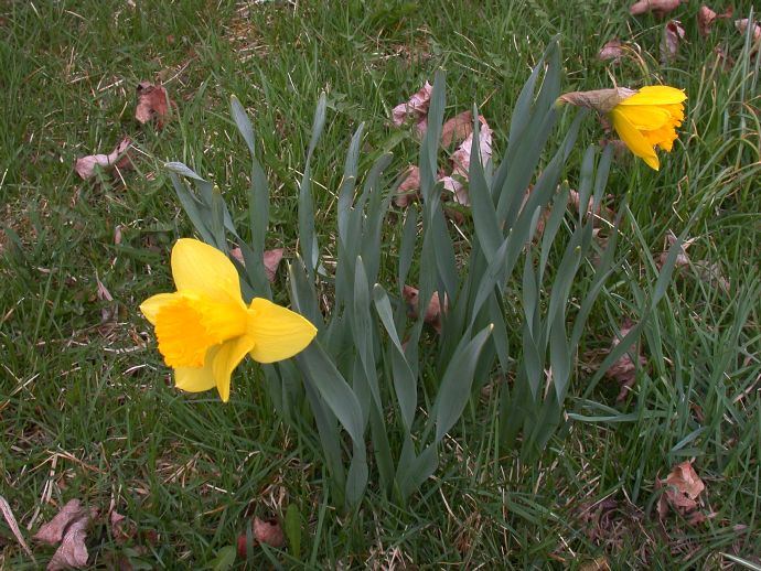 Amaryllidaceae Narcissus 
