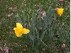 image of Narcissus 