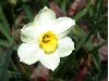 image of Narcissus 