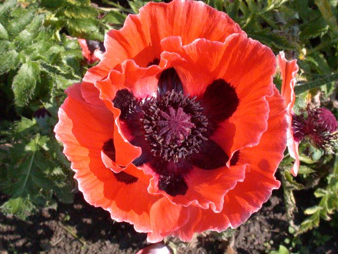 Papaveraceae Papaver orientalis
