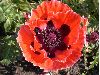 image of Papaver orientalis