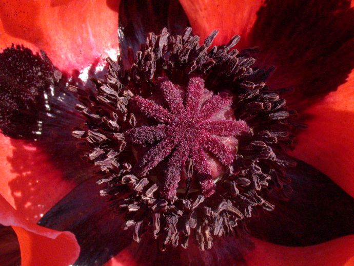 Papaveraceae Papaver orientalis