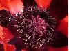image of Papaver orientalis