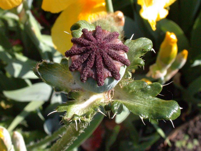 Papaveraceae Papaver orientalis