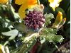 image of Papaver orientalis