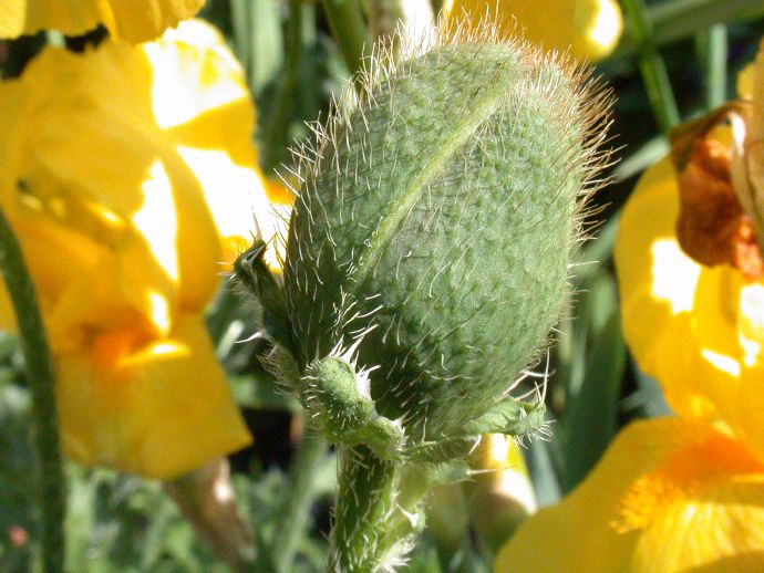 Papaveraceae Papaver orientalis