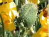 image of Papaver orientalis