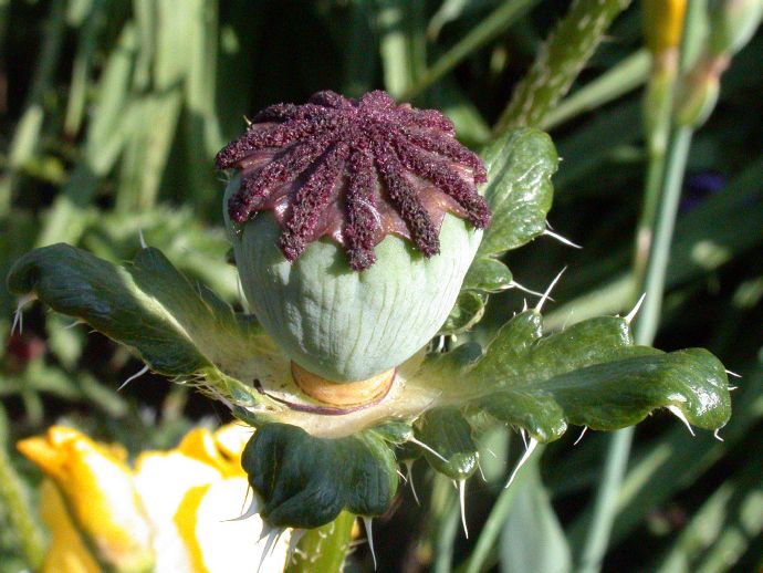 Papaveraceae Papaver orientalis