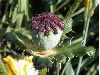 image of Papaver orientalis