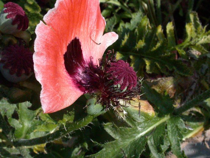 Papaveraceae Papaver orientalis