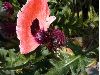 image of Papaver orientalis